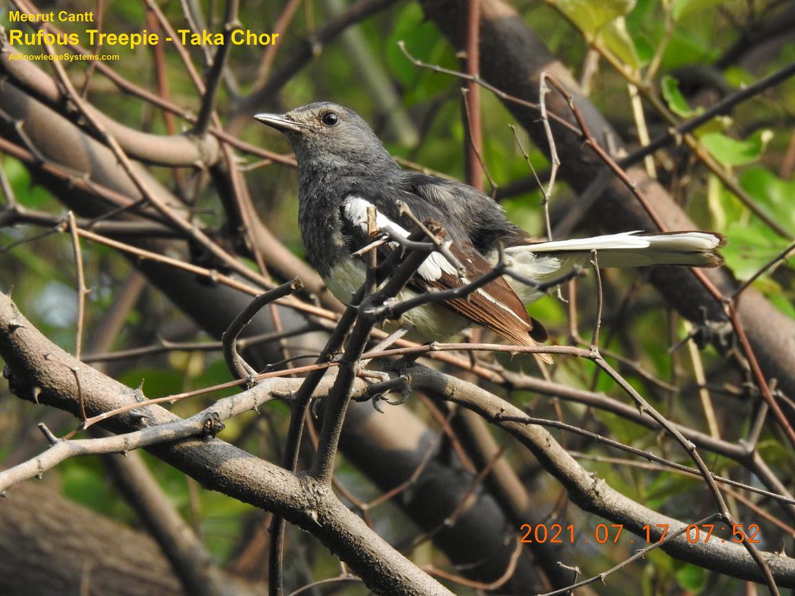 Rufous Treepie (53) Coming Soon